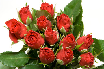red roses isolated on white. valentine's day