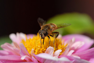 fliege, blüte, blume