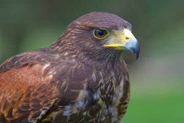 Halcón de Harris (Parabuteo unicintus)
