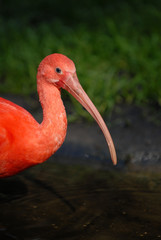 Scharlachsichler, sichler, ibis, vogel