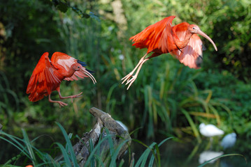 Scharlachsichler, sichler, ibis, vogel