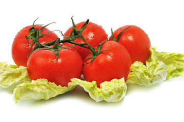 ripe tomatos with leaves cabbage