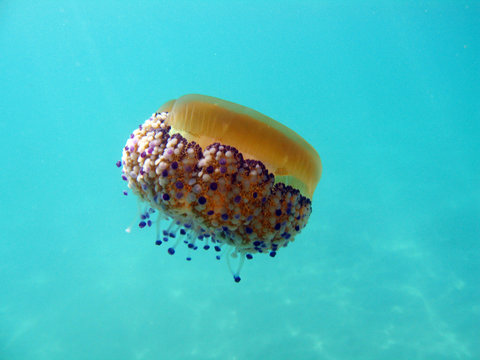 qualle, meduse