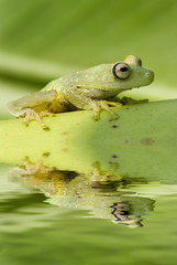 Hyla granosa frog from ecuador