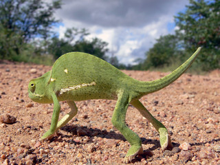 chameleon