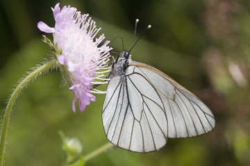 painted lady on pink flower