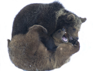 ours jouant  ying yang
