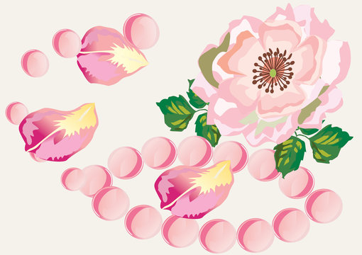 pink rose with rose-petals