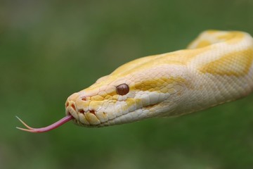 Burmese Python Snake