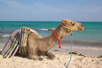 Camel on beach and sea behind
