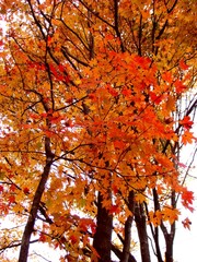 autumn
