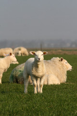 Obraz premium Little sheep looking at you