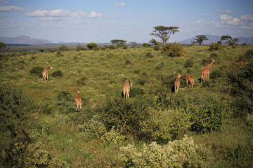 Fototapeta na wymiar Giraffe feeding on the hillside
