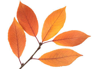 Autumn leaves on a branch isolated on white.