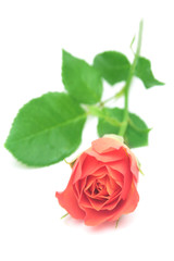 Pink rose isolated on white background.