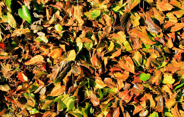 Fall leaves