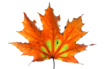 Naklejka na ściany i meble Isolated colorful fall leaf.