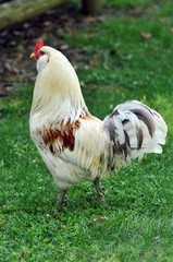 Rooster in Profile View against a green background