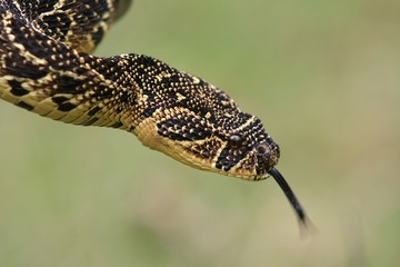 Puffadder Snake