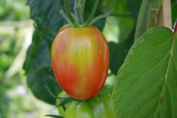 tomato with tomato plant