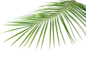 Fototapeta premium Green branch