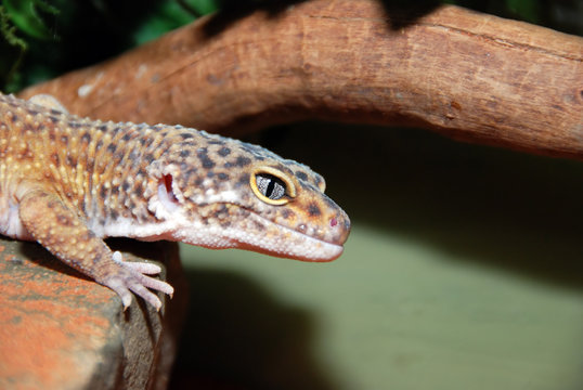 close up of a lizard