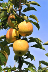 Yellow Apples in an Orchard