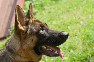 German shepherd