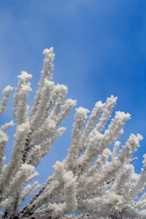 Frost branches