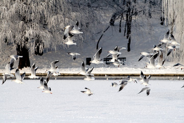 Fototapeta premium Frozen flight