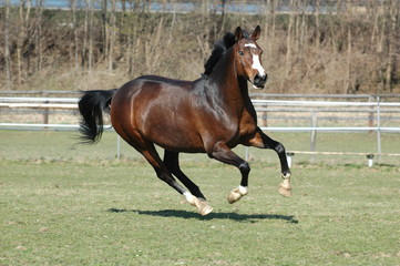 Pony