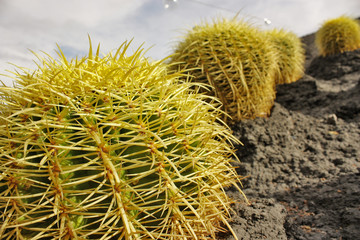 cactus urbani