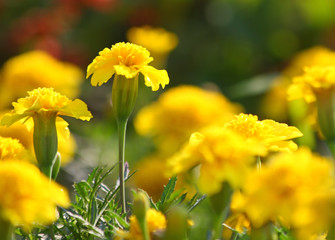 Yellow tagetes