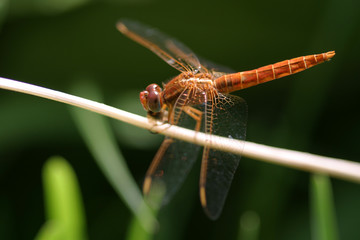 dragonfly closeup