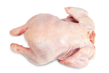 Chicken lying