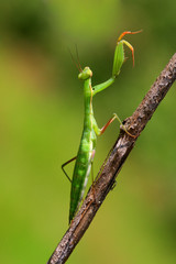 Juvenile Mantis religiosa, praying mantis on a stick - 10921260