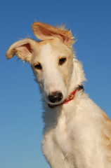 chiot barzoï