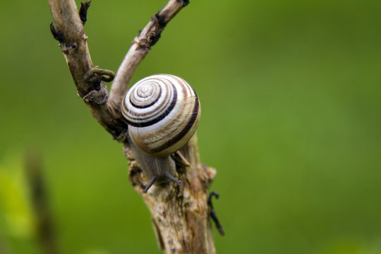 Snail on a branch.