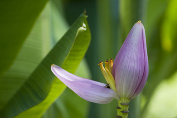 fleur de bananier