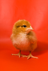 Chicken on a red background