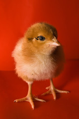 Chicken on a red background