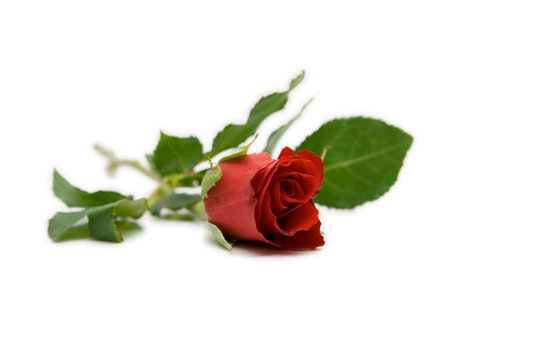 red rose isolated on white with space for text