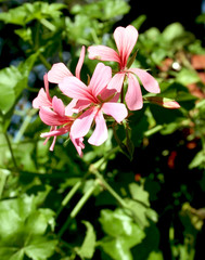 Branch with geranium flowers