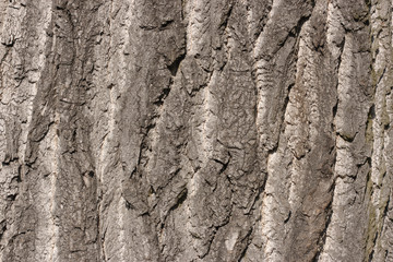 Old bark of an oak tree