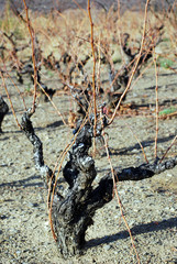 Pied de vigne