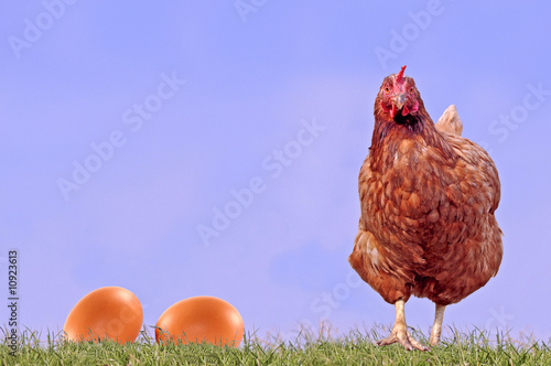 &ldquo;Huhn mit Eier&rdquo; Stockfotos und lizenzfreie Bilder auf Fotolia.com