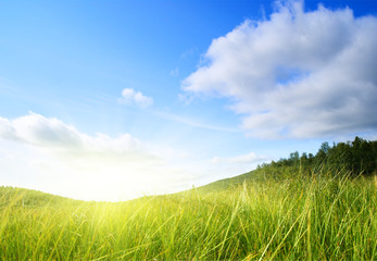 Fototapeta na wymiar grass and perfect blue sky