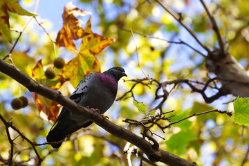 Pigeon in a tree in autumn