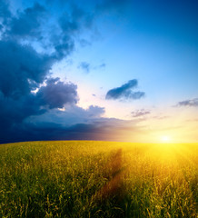 field of grass and sunset