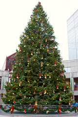 boston christmas tree